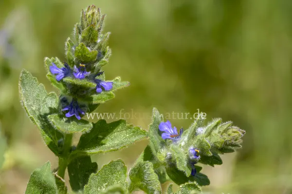 Fokus-Natur Bild