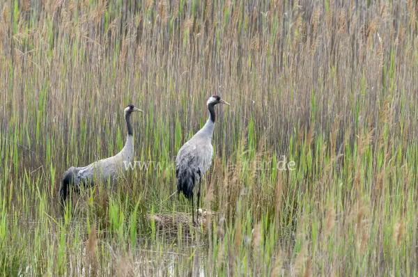 Fokus-Natur Bild