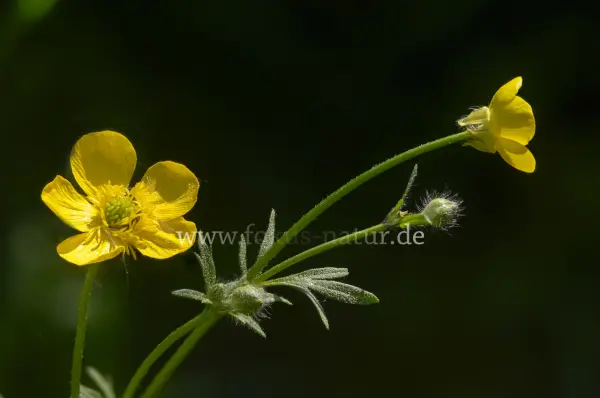 Fokus-Natur Bild