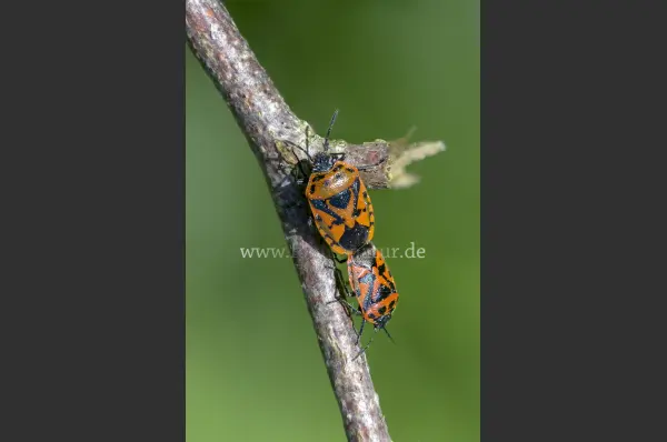 Fokus-Natur Bild