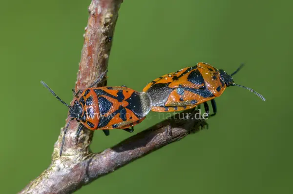 Fokus-Natur Bild
