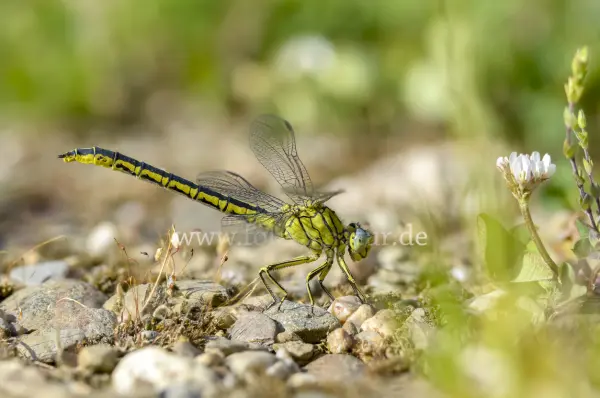 Fokus-Natur Bild
