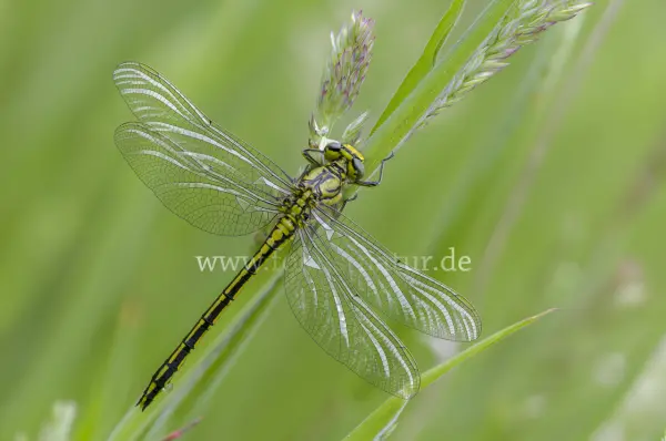 Fokus-Natur Bild