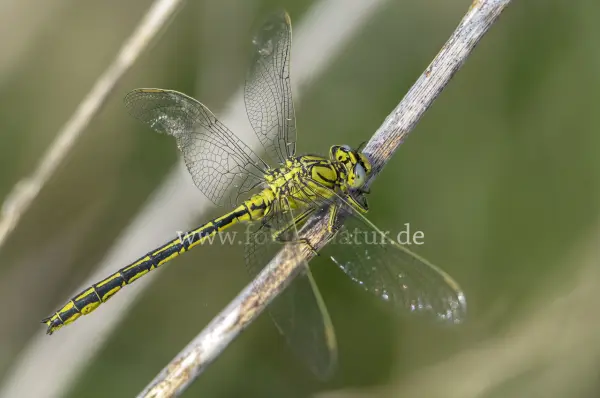 Fokus-Natur Bild