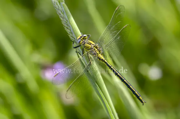 Fokus-Natur Bild