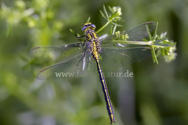 Fokus-Natur Bild