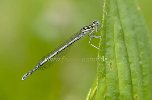Fokus-Natur Bild