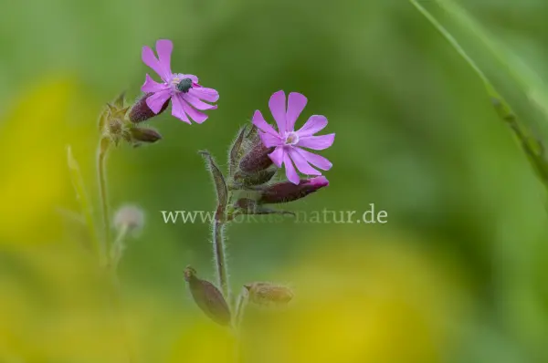 Fokus-Natur Bild