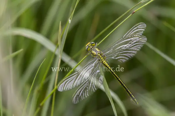Fokus-Natur Bild