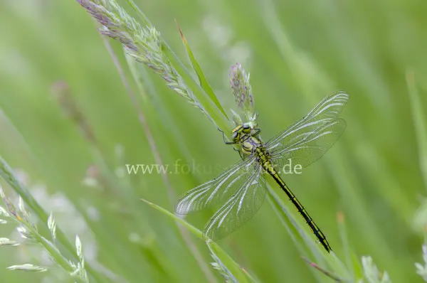 Fokus-Natur Bild