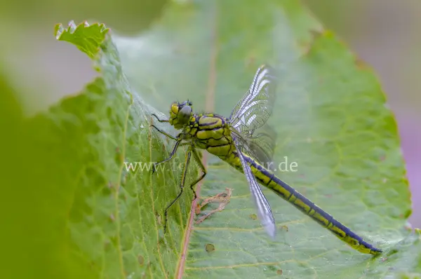 Fokus-Natur Bild