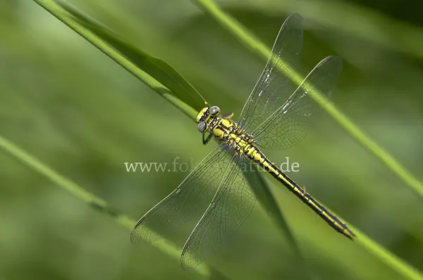 Fokus-Natur Bild