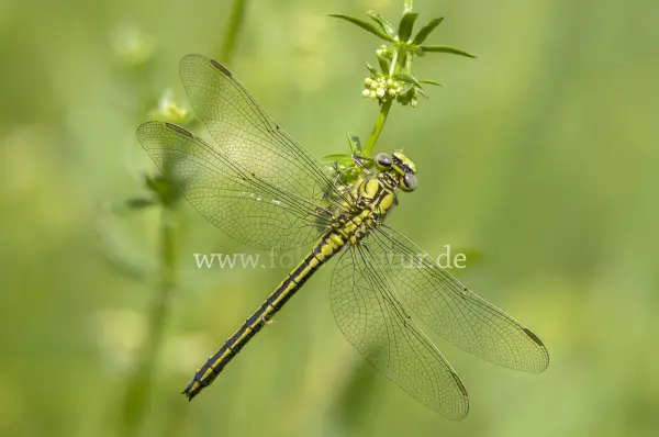 Fokus-Natur Bild