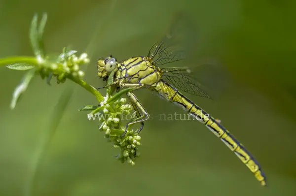 Fokus-Natur Bild