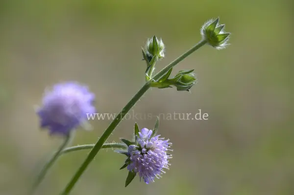Fokus-Natur Bild