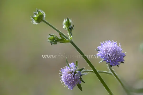 Fokus-Natur Bild