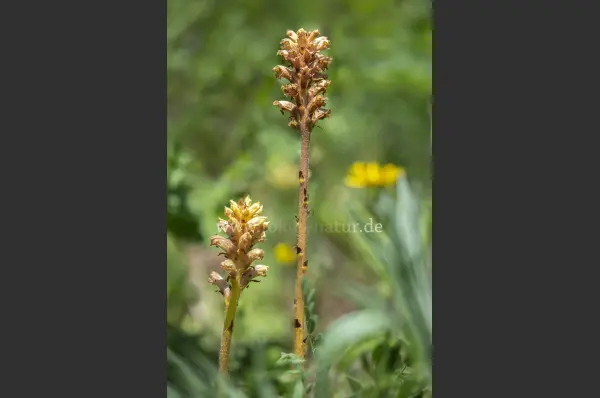 Fokus-Natur Bild