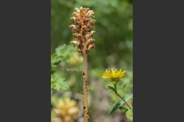 Fokus-Natur Bild