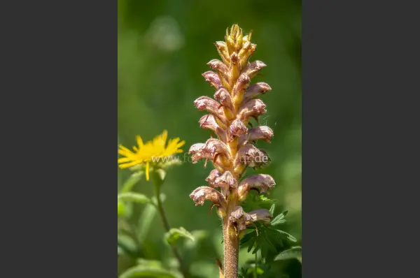 Fokus-Natur Bild