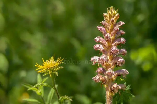 Fokus-Natur Bild