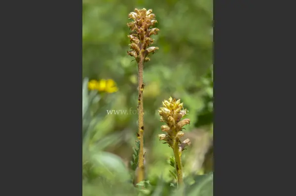 Fokus-Natur Bild
