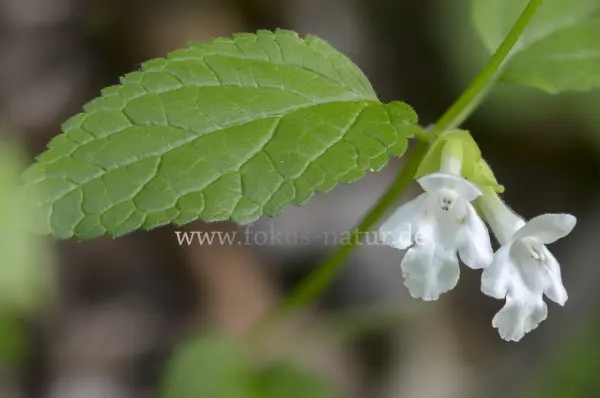Fokus-Natur Bild