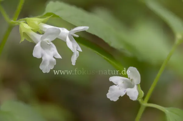 Fokus-Natur Bild