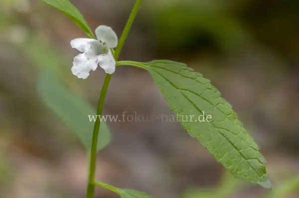 Fokus-Natur Bild
