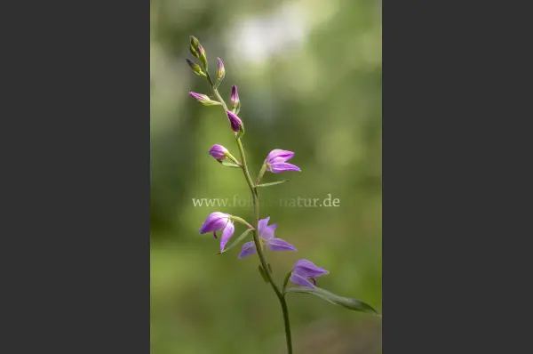 Fokus-Natur Bild
