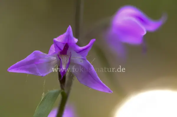 Fokus-Natur Bild