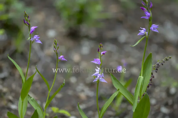 Fokus-Natur Bild