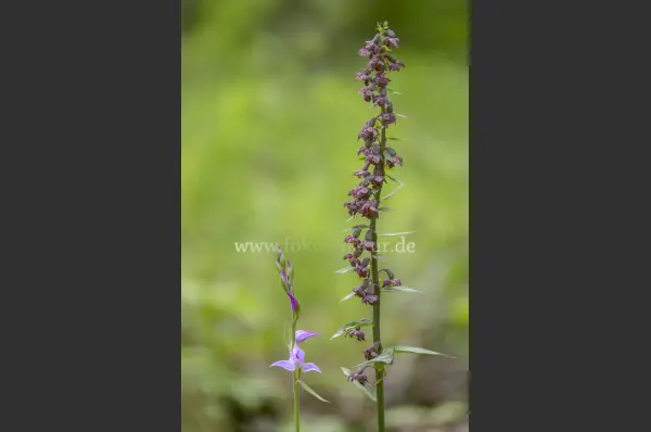 Fokus-Natur Bild