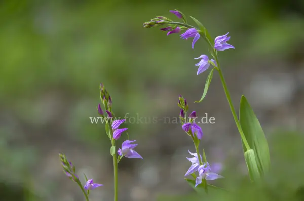 Fokus-Natur Bild