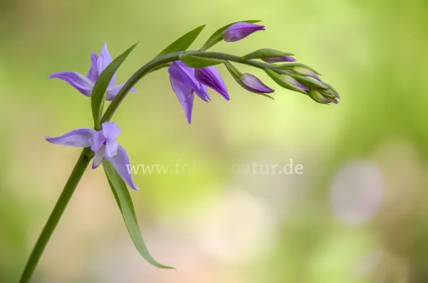 Fokus-Natur Bild