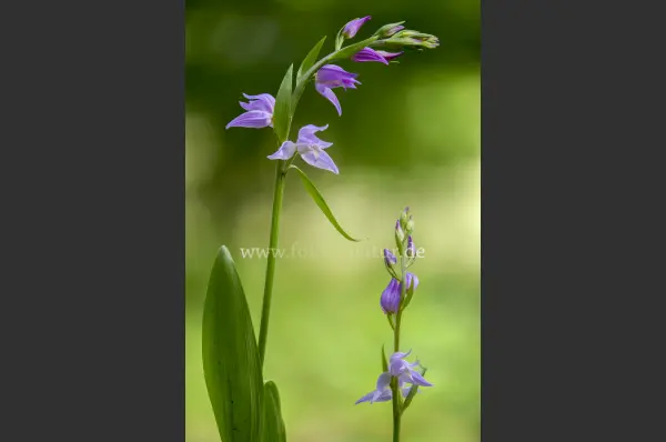 Fokus-Natur Bild