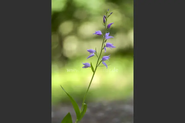 Fokus-Natur Bild