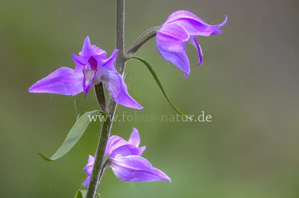 Fokus-Natur Bild