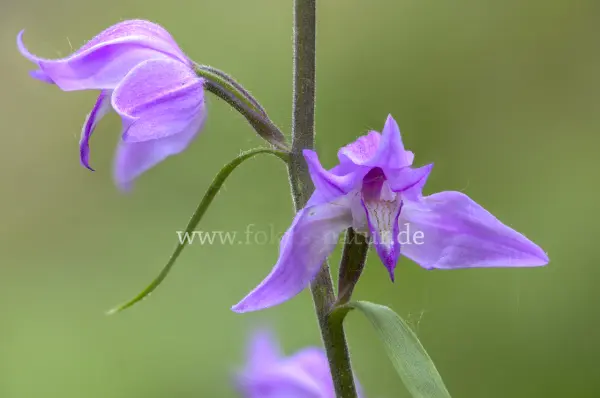 Fokus-Natur Bild