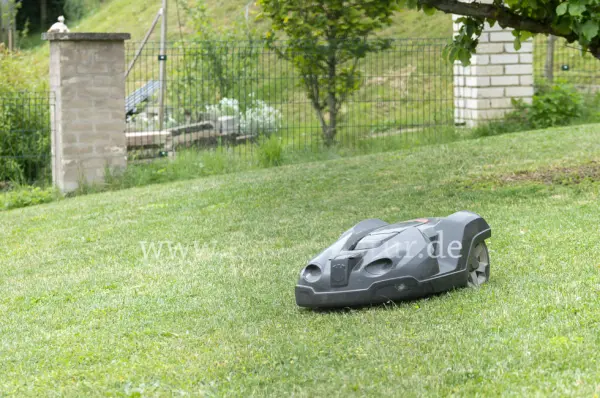 Fokus-Natur Bild