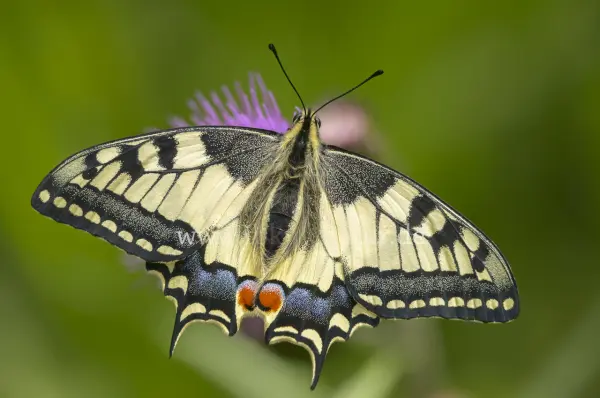 Fokus-Natur Bild