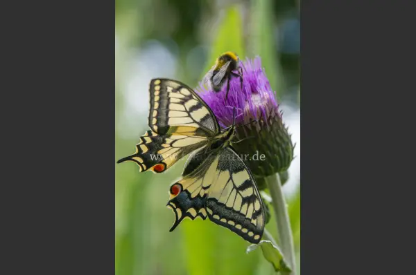 Fokus-Natur Bild