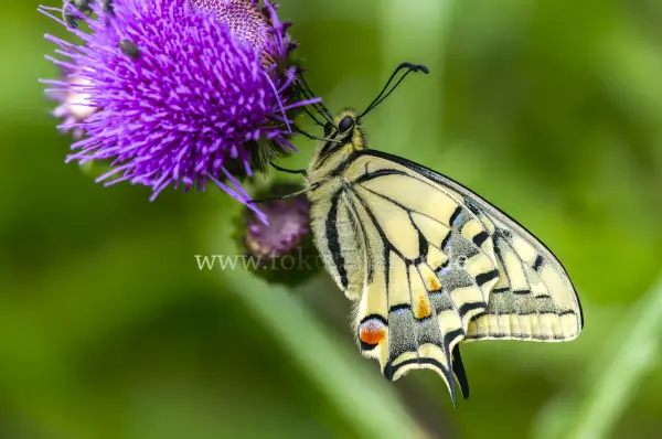 Fokus-Natur Bild