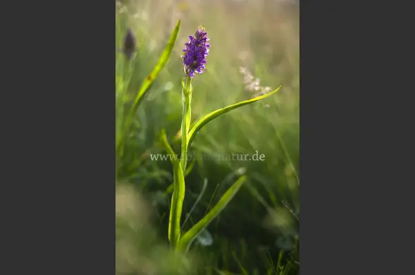 Fokus-Natur Bild