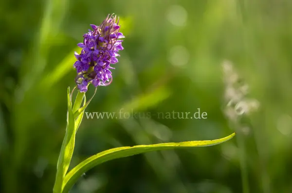 Fokus-Natur Bild