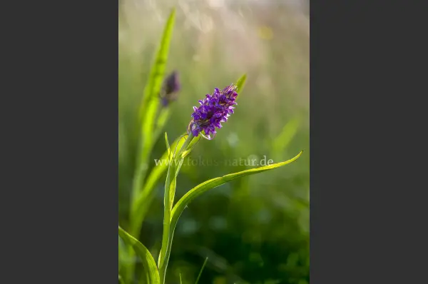 Fokus-Natur Bild