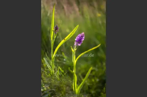 Fokus-Natur Bild