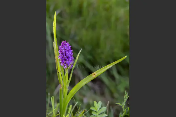 Fokus-Natur Bild