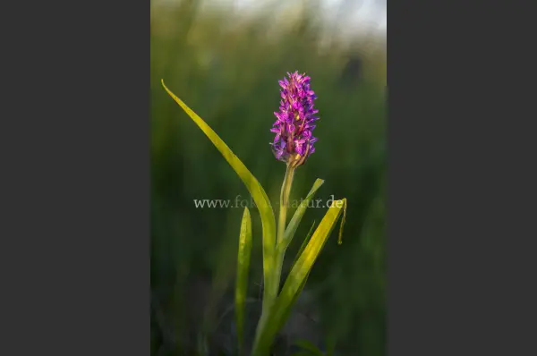 Fokus-Natur Bild
