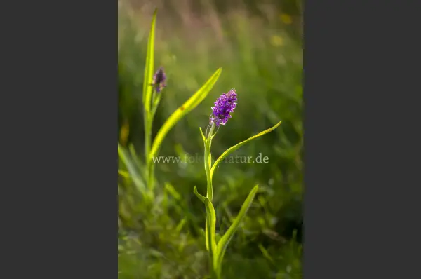 Fokus-Natur Bild