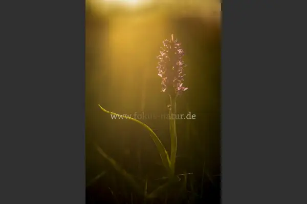 Fokus-Natur Bild